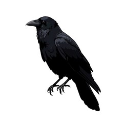 Fototapeta premium Raven's Shadow, Ink & Quill