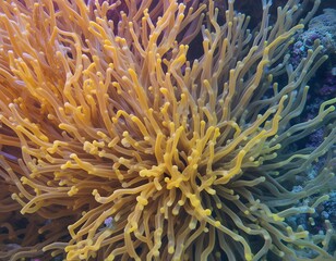 Underwater nature reveals a pink anemone bloom amidst coral reef life in the sea, resembling a vibrant marine flower garden