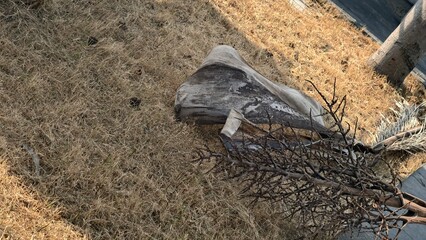Dry Grass with Fallen Branch and Weathered Log in Sunlit Outdoor Space