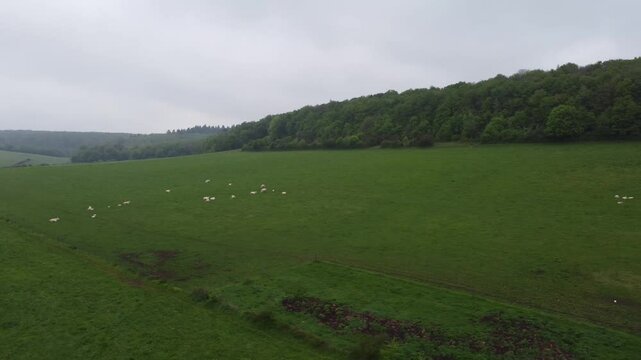 Prairie vaches vue du ciel