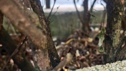 Close-Up View of Twisted Tree Branches Surrounded by Dry Leaves Near a Calm Waterbody in Nature
