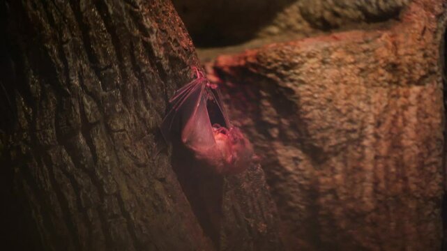 A bat in a cave hangs upside down and eats food. The bat hunted prey.