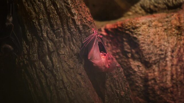 A bat in a cave hangs upside down and eats food. The bat hunted prey.