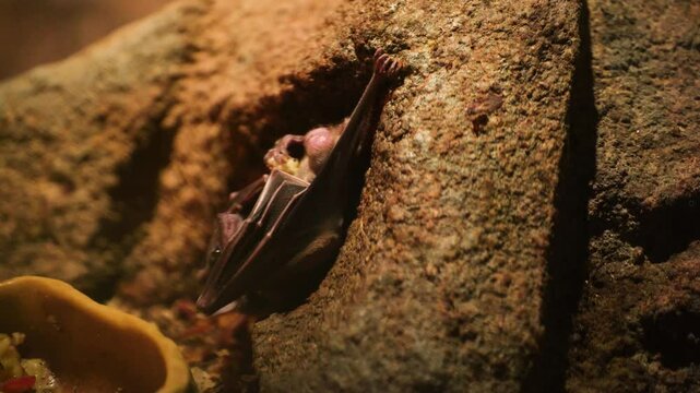 A bat in a cave hangs upside down and eats food. The bat hunted prey.