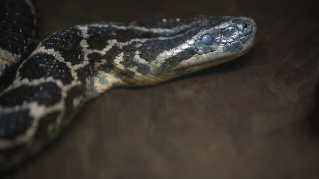 A python sheds its skin by crawling along the branches of a tree. reptiles, creeping.