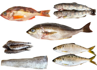 切り抜き透過素材セットー魚2