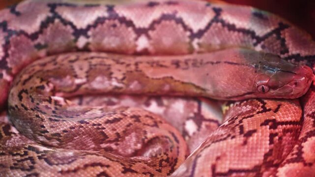 A python sheds its skin by crawling along the branches of a tree. reptiles, creeping.