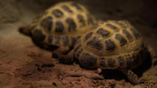 Land turtles are in a cave. Several turtles are looking for food and mating.