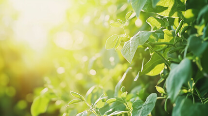 A vibrant close-up of green beans growing on the vine in a sunny vegetable garden
