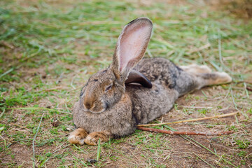 Rabbit lying peacefully with eyes closed on a grass-covered area, embodying relaxation and tranquility