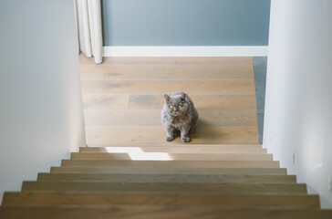 Gray British shorthair cat sitting near the wooden staircase in minimalist modern home interior