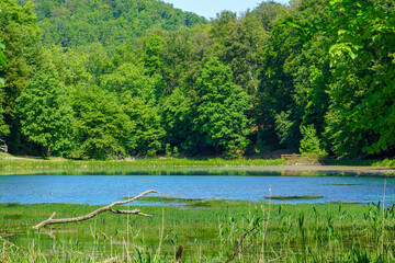 Beautiful colorful summer spring natural landscape with a lake in Park surrounded by green foliage of trees in sunlight.