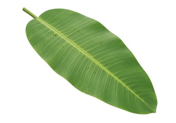 Fototapeta premium Vibrant Green Banana Leaf Isolated on White Background Stock Photo