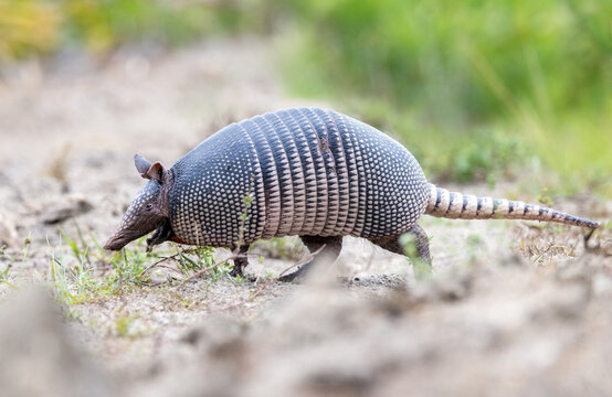 Nine-banded armadillo (Dasypus novemcinctus) walking on a sandy path in Venice, Florida