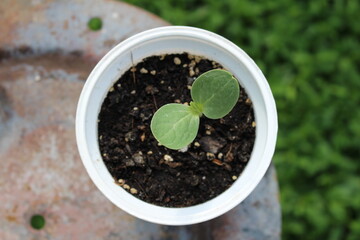 young watermelon sprouts in a glass, grown on a windowsill at home