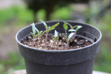 first two tomato leaves on windowsill in pot hobby for gardening lovers