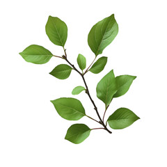 Lush Green Branch Isolated on Black Background Botanical Beauty Nature