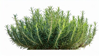 the rosemary plant salvia rosmarinus rosmarinus officinalis is a herbaceous perennial shrub presented as a frontal bush isolated on white background cut out