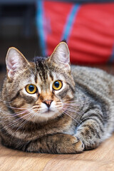An Inquisitive and Cute Tabby Cat Comfortably Relaxing Indoors in Its Warm Home Environment