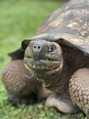 Galapagos turtle portrait