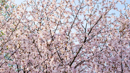 Close up of a cherry blossom tree with pink flowers and blue sky