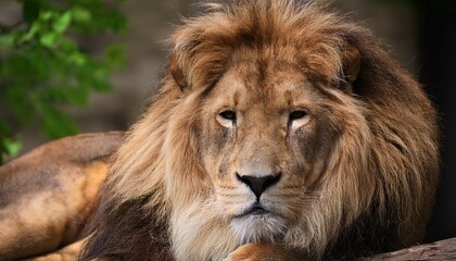 a lion is resting comfortably
