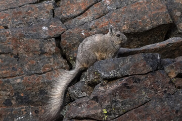 Southern Viscacha on Rocky Patagonian Slope