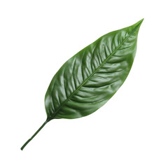 Obraz premium Detailed green leaf, realistic botanical illustration