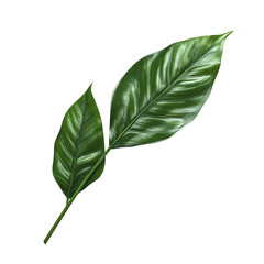 Detailed illustration of a pair of leaves.  Veined, vibrant green leaves with a highlighted edge.  Botanical image