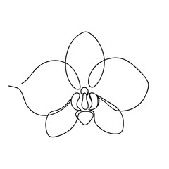 Elegant single line drawing of a blooming orchid with delicate petals © Tanjila