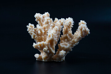 coral on black background