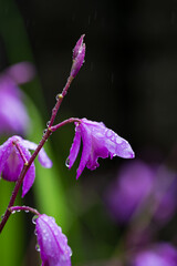 霧雨に咲く紫蘭