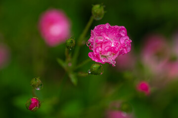 しずくに濡れて咲くミニバラ