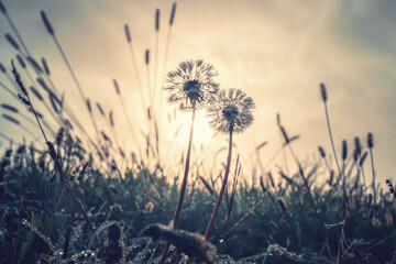 Beautiful autumn nature background with wild grasses on an autumn meadow at sunrise. Macro image, shallow depth of field.