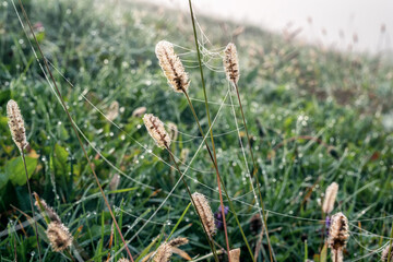 Beautiful autumn nature background with wild grasses on an autumn meadow at sunrise. Macro image, shallow depth of field.