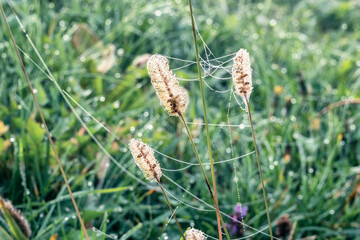 Beautiful autumn nature background with wild grasses on an autumn meadow at sunrise. Macro image, shallow depth of field.