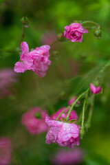 しずくに濡れて咲くミニバラ