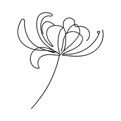 Elegant line art illustration of a red spider lily with minimalist design