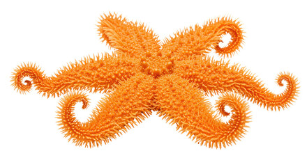 Orange spiny starfish with curled arms isolated on white background