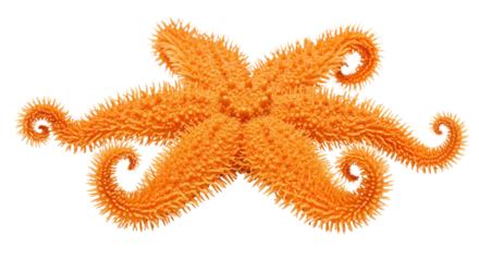 Orange spiny starfish with curled arms isolated on white background