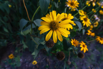 yellow flowers in the garden