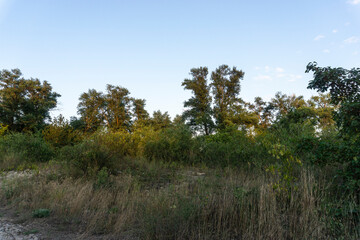 Obraz premium trees in the field