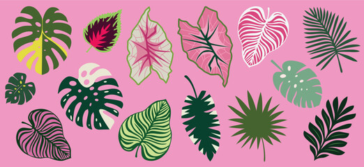 Set of exotic leaves. Vector silhouettes of monstera, tropical leaves. Simple, minimalist style. For summer eco design. Tropical leaves. Jungle exotic palm plants. Banana, philodendron, monstera leaf