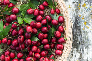 Hawthorn berries on rustic wooden bright background , ripe hawthorn berries in wicked basket in autumn time, hawthorn as medicinal plant concept, copy space