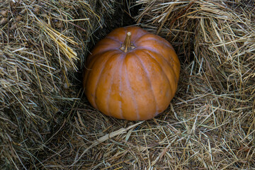 pumpkin on hay