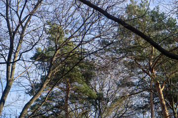 trees in the sky