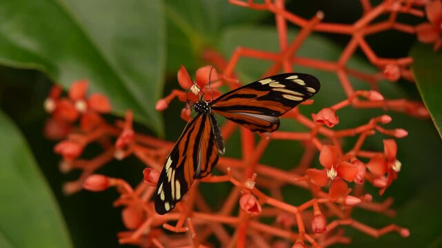 Heliconius ismenius, butterfly  in nature habitat. Nice insect from Costa Rica in the green forest. Butterfly sitting on the leave from Panama. Wildlife in the forest, tropic nature.
