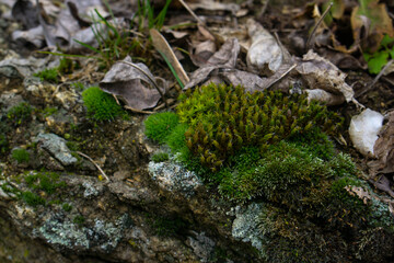 moss on the tree