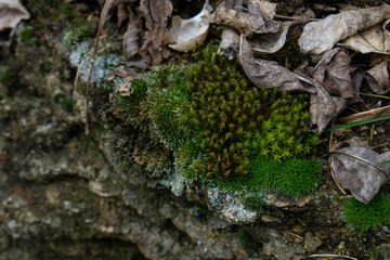 moss on tree trunk