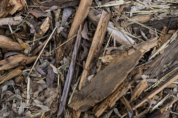 close up of a tree bark